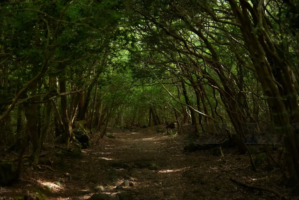 Aokigahara-forest-japan-suicide Aokigahara Forest Japan’s eerie Suicide Forest at the base of Mount Fuji