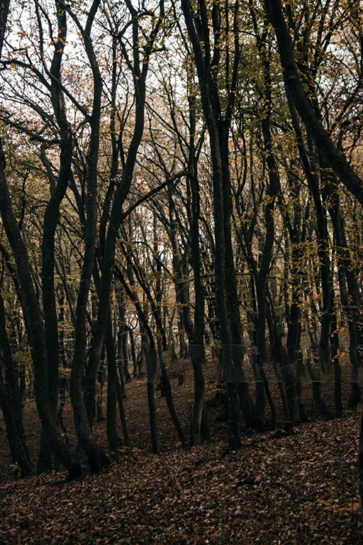 Hoia-Baciu-Forest-suicide-japan Hoia-Baciu Forest Romania’s Bermuda Triangle with strange paranormal events