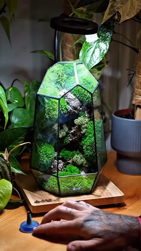 desktop-glass-terrarium-grow A hand (or a small tool) planting a tiny moss clump inside the desktop glass terrarium, illustrating the ease of setup