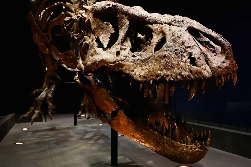 dinosaur-skull-million-dollar dinosaur skull million dollar