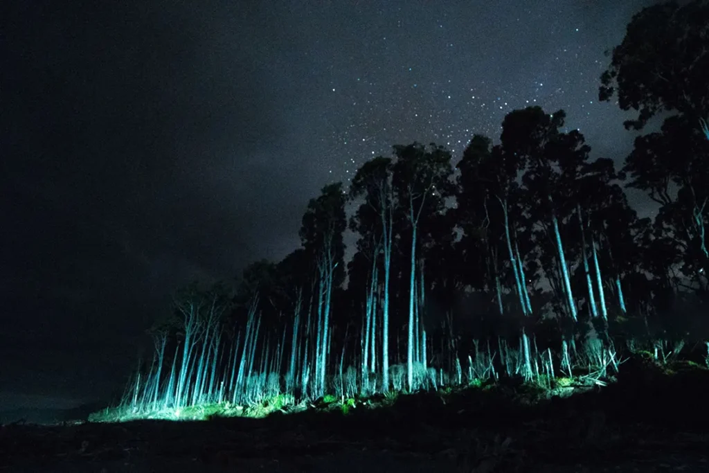 ghost-forest-bioluminescence Glow of bioluminescent trees in a dark forest at night