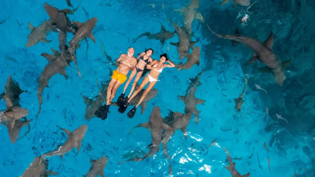 snorkeling-in-maldives-paradise Top activities in the Maldives: Dolphin watching and snorkeling at Banana Reef