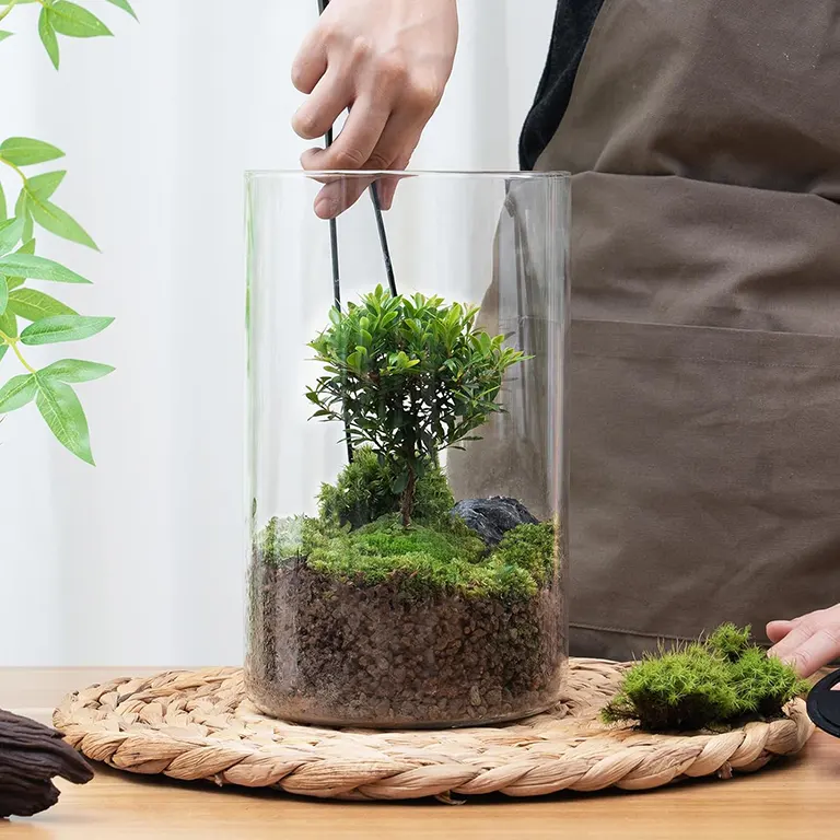 terrarium-desk-decoration-plant-companion A hand (or a small tool) planting a tiny moss clump inside the desktop glass terrarium, illustrating the ease of setup and personalized gardening